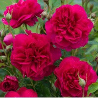 Ruža popínavá - Rosa ´THOMAS á BECKET´ - kuželový tvar - 90/120cm
