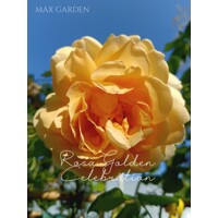 Ruža popínavá - Rosa ´Golden Celebration´- na špalieri 120x120cm