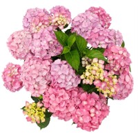 Hortenzia kalinolistá - Hydrangea macrophylla - ružová - 30/80cm