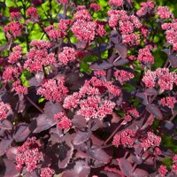Sedum ’Cherry Chocolate’