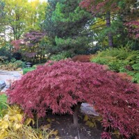 Javor dla?olistý  - Acer palmatum 'Inaba Shidare' - na 60cm kmienku