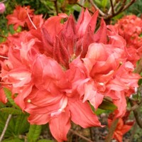 Azalka ve?kokvetá - Azalea Knaphill ´Fanal´ - 30/40cm