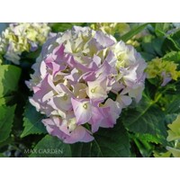 Hortenzia kalinolistá - Hydrangea macrophylla - fialová - 30/80cm