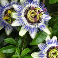 Mu?enka - Passiflora caerulea - 70/80cm