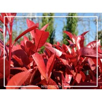?ervienka  - Photinia fraseri ´Carre Rouge´ - KUŽELOVÝ TVAR - 180/200cm