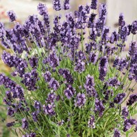 Levandu?a úzkolistá  -  Lavandula angustifolia 'Ellegance Purple' - 25+cm