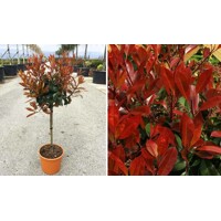 ?ervienka, Fotínia - Photinia fraseri ´Red Robin´- na 40cm kmeni