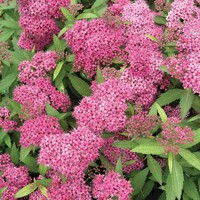 Tavo?ník - Spiraea bumalda 'Anthony Waterer' - 50+cm