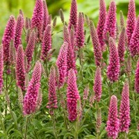 Veronica spicata 'Heidekind'