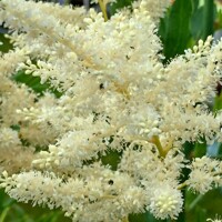 Astilba - Astilbe japonica 'Washington'