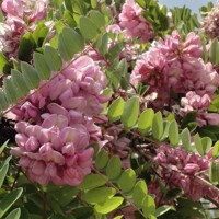 Robinia hispida rosea - na 150cm kmeni