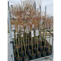 V?ba japonská - Salix integra Hakuro Nishiki - na 90cm kmienku