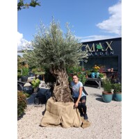 Olivovník európsky na starom kmeni – exkluzívny strom do záhrady | Maxgarden