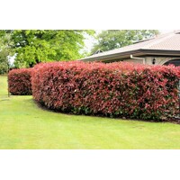 Červienka, Fotínia - Photinia fraseri ´Red Robin Compacta´