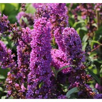 Buddleja davidii 'Border Beauty´