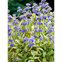 Caryopteris x clandonensis 'Summer Sorbet' - 20/30cm
