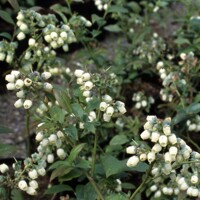Vaccinium corymbosum ‘Ama Rood’ – kanadská čučoriedka s veľkými plodmi