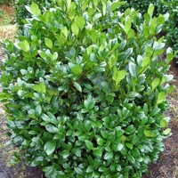 Vavrínovec lekársky - Prunus laurocerasus ´Mano ´ Co3L 40/60