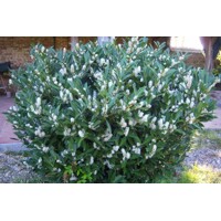 Vavrínovec lekársky - Prunus laurocerasus ´Mano ´ Co3L 40/60