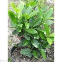 Vavrínovec lekársky - Prunus laurocerasus ´Mano ´ Co3L 40/60