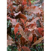 Photinia serratifolia ‘Crunchy’ – červienka s koreňovým balom a zvlnenými listami