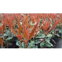 Photinia serratifolia ‘Crunchy’ – červienka s koreňovým balom a zvlnenými listami