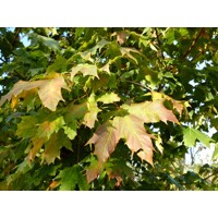 Javor ´Globosum´ | Acer platanoides | Guľovitá koruna | Okrasný strom