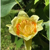 Liriodendron tulipifera – ľaliovník tulipánokvetý | Exotický strom s tulipánovými kvetmi