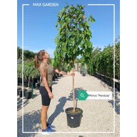 Moruša previsnutá - Morus alba ´Pendula´ - na 160cm kmeni, 8/12