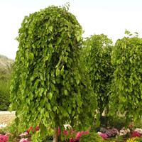 Moruša previsnutá - Morus alba ´Pendula´ - na 160cm kmeni, 8/12