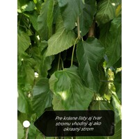 Moruša previsnutá - Morus alba ´Pendula´ - na 160cm kmeni, 8/12