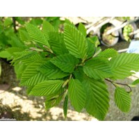 Carpinus betulus ´Pendula´ – hrab obyčajný previsnutý | Elegantný strom so zvláštnym habitom