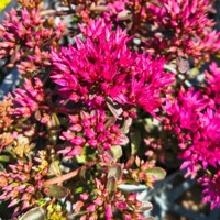 Sedum ´Rosie Soiree´ | Rozchodník ´Rosé Soiée´ | Ružový rozchodník