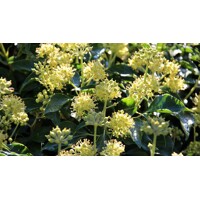 Brečtan popínavý | Hedera helix | Popínavá rastlina | Zelená stena | Tieň