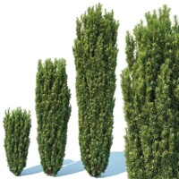 Taxus baccata ‘Fastigiata Robusta’ – stĺpovitý tis s koreňovým balom