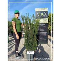 Tis prostredný - Taxus x media ´Hillii´ -110/130cm (kore?ový bal)