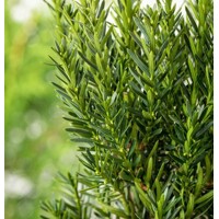 Tis prostredný - Taxus x media ´Hillii´ -110/130cm (kore?ový bal)