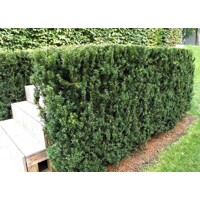 Tis prostredný - Taxus x media ´Hillii´ -110/130cm (kore?ový bal)