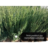 Tis prostredný - Taxus x media ´Hillii´ -110/130cm (kore?ový bal)