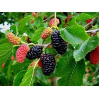 Moruša ?ierna - Morus nigra ´Winton´ - na 150cm kmeni