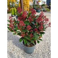 Skimia japonská 'Rubella' | Skimmia japonica | Okrasný krík na zimu | maxgarden.sk