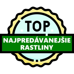 Top rastliny