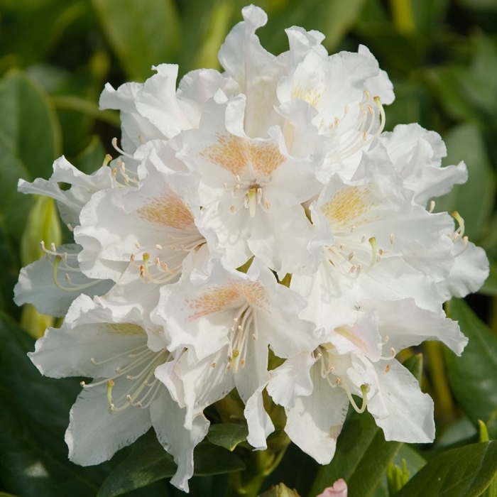 Rododendrón - Rhododendron ´Cunningham White´ - 50+cm