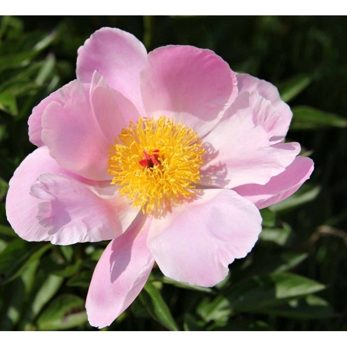 Pivonka ?ínska - Paeonia lactiflora ´Nymphe´
