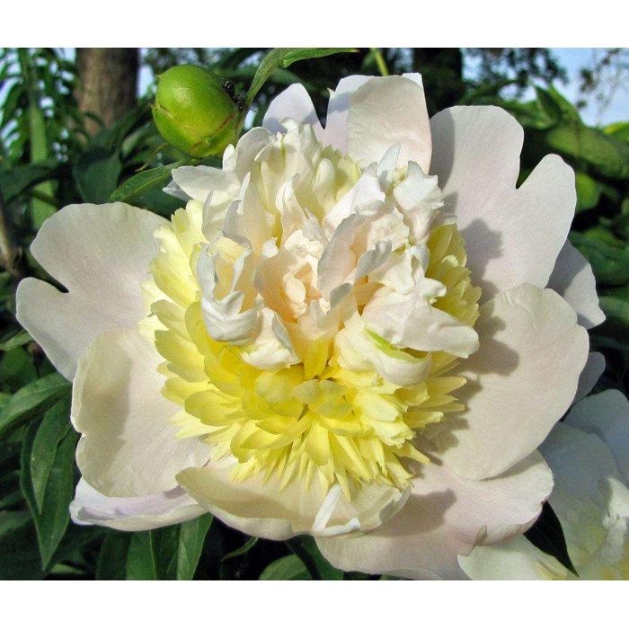 Pivonka ?ínska - Paeonia lactiflora 'Primevčre'