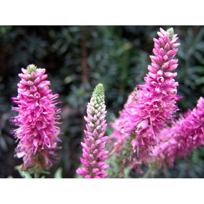 Veronica spicata 'Rosa Zwerg'