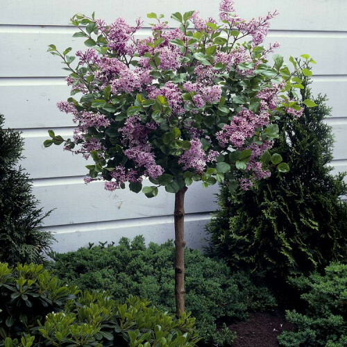 Orgován meyerov  - Syringa meyeri ´Palibin´ - na 75cm kmeni