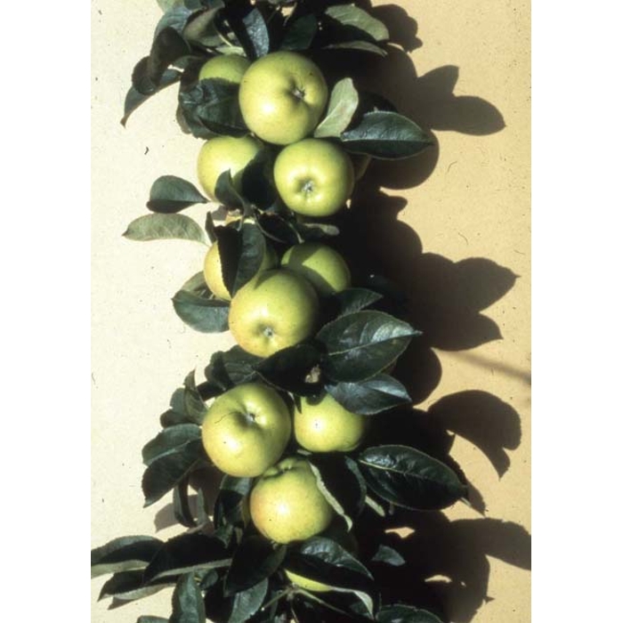 Jablo? - Malus domestica 'Bolero' - jesenná (st?pová)