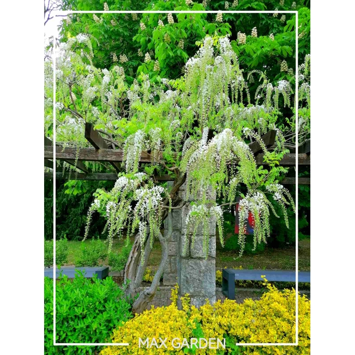 Vistéria japonská - Wisteria floribunda 'Longissima Alba' Co26 150/200