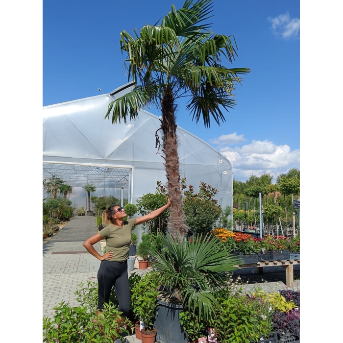 Palma konopná Trachycarpus fortunei – mrazuvzdorná palma s vysokým kmeňom